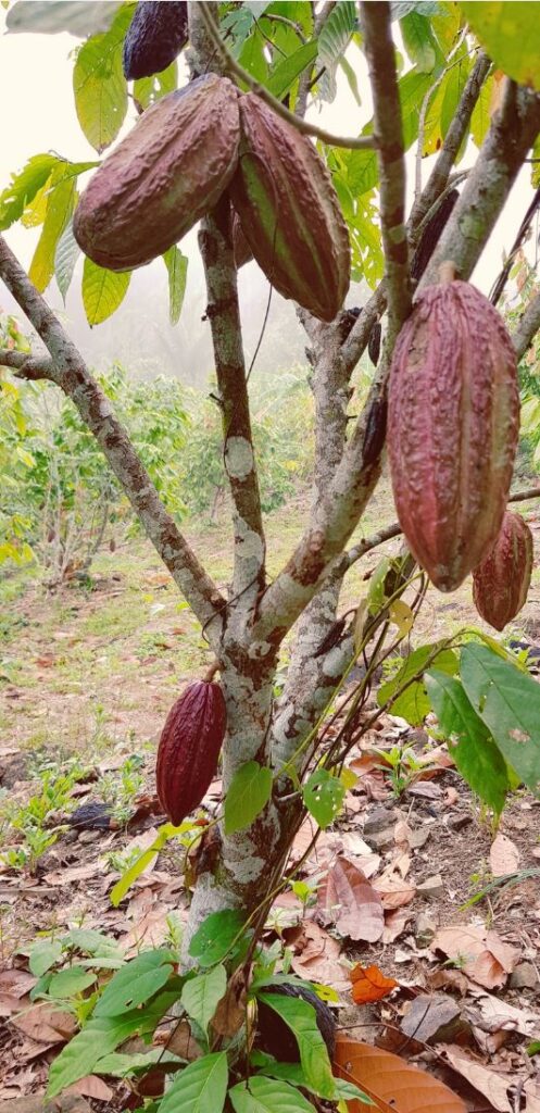 Kakaobaum mit großen Kakaoschoten in Peru. Angelina Katharina Petersen arbeitet seit ihrem Aufenthalt dort mit der Kakaopflanze in Leipzig