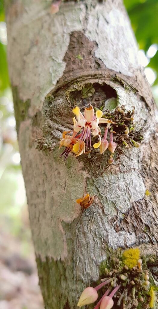 Kakaobaum mit Blüten in Peru im Dschungel